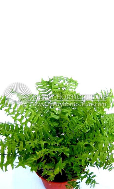 Nephrolepis biserrata 'Fishtail fern'